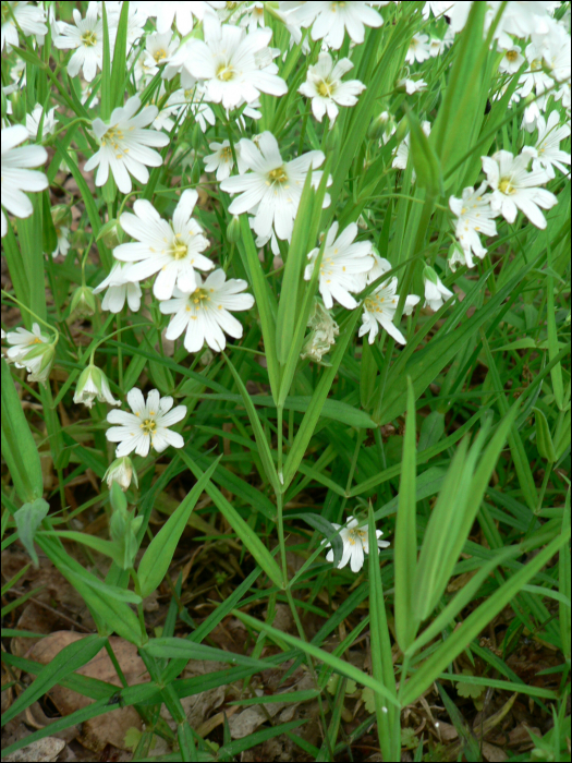 Stellaria holostea L.