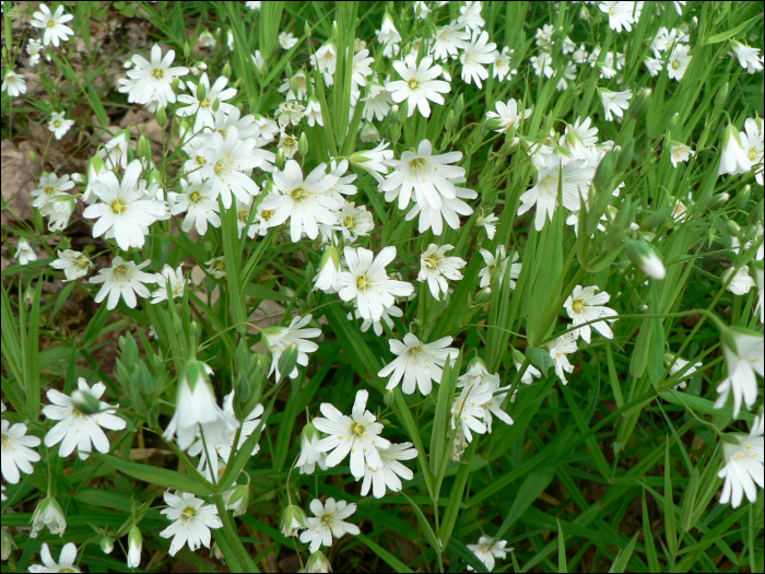 Stellaria holostea L.