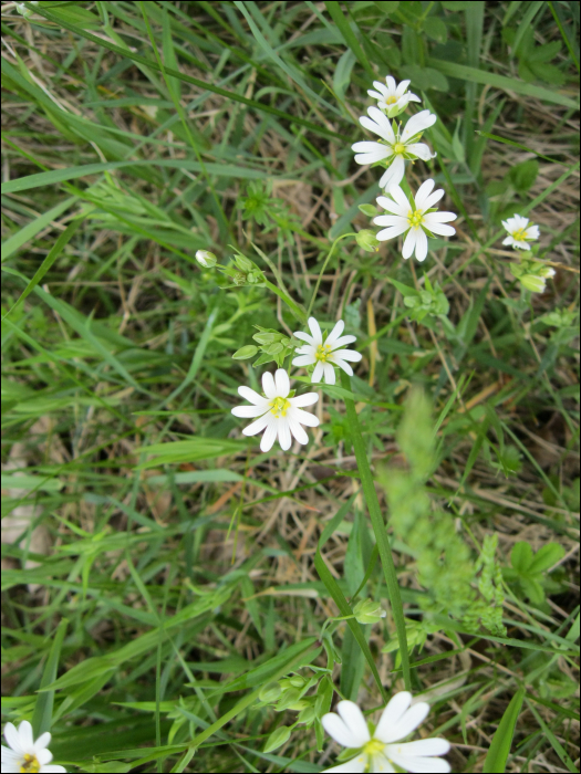 Stellaria holostea L.