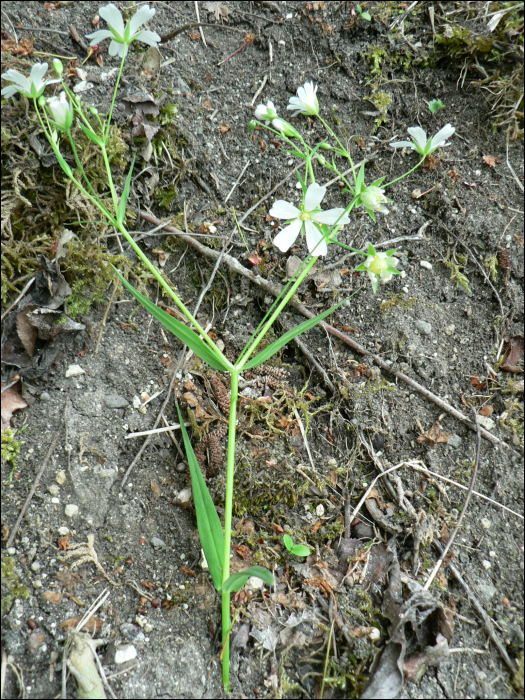 Stellaria holostea L.