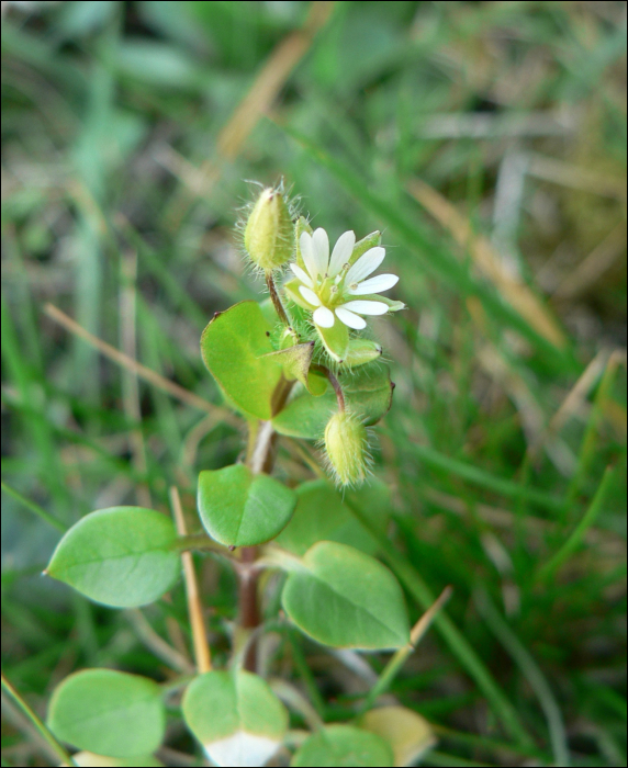 Stellaria media Villars