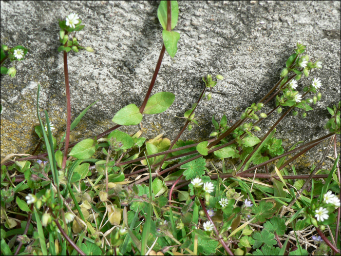 Stellaria media Villars