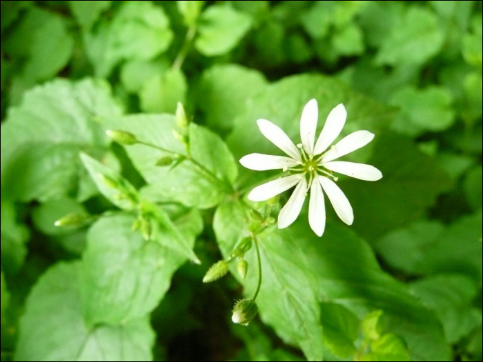 Stellaria nemorum L.