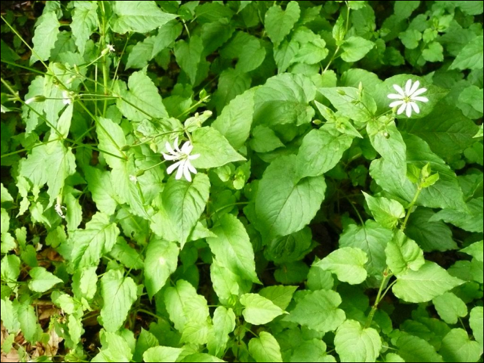 Stellaria nemorum L.