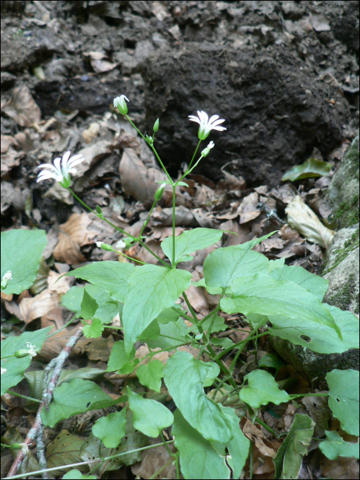 Stellaria nemorum L.