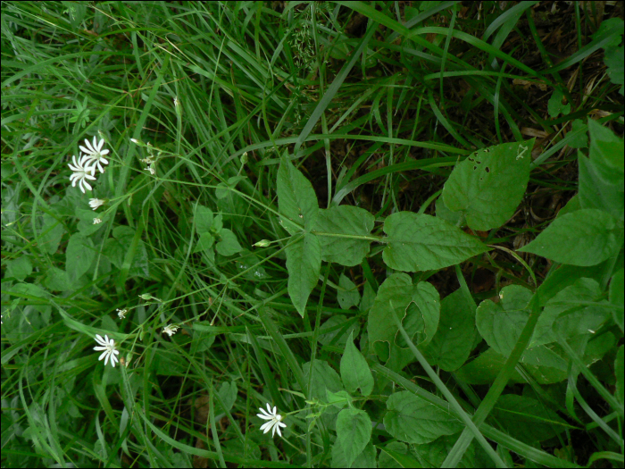 Stellaria nemorum L.