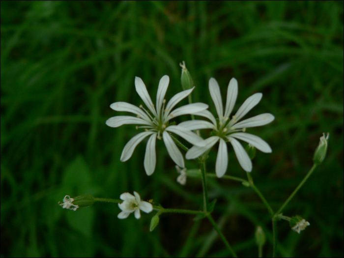 Stellaria nemorum L.