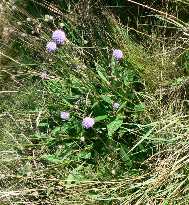 Succisa pratensis Moench (=Scabiosa succisa)