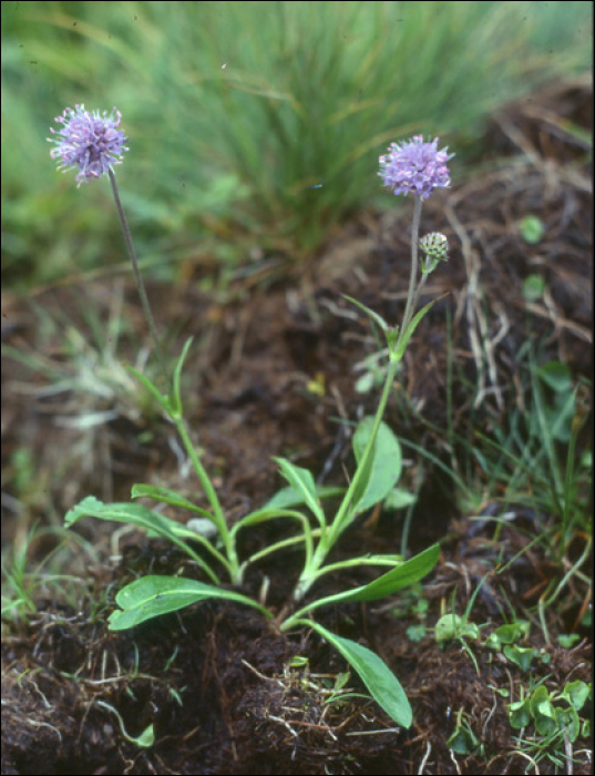 Succisa pratensis Moench (=Scabiosa succisa)