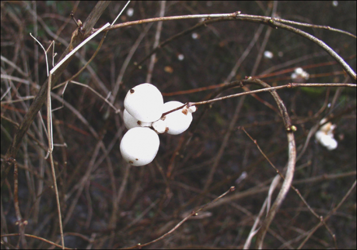 Symphoricarpus  racemosa Michaux