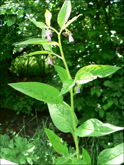 Symphytum officinale L.