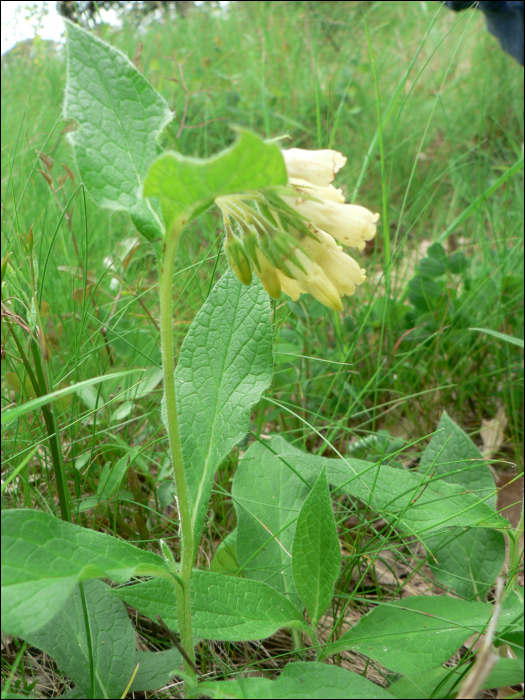 Symphytum officinale L.