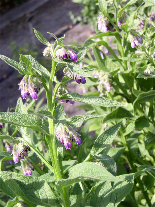 Symphytum officinale L.