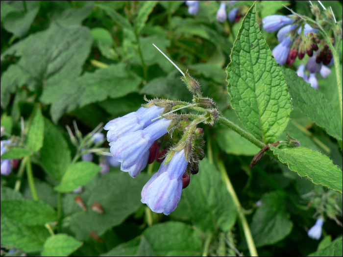 Symphytum officinale L.