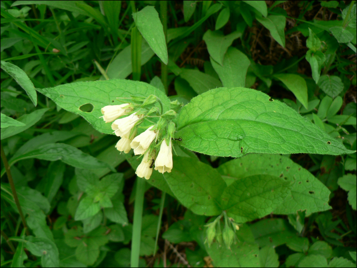 Symphytum officinale L.