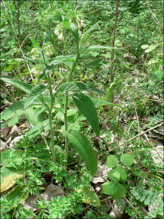 Symphytum tuberosum L.