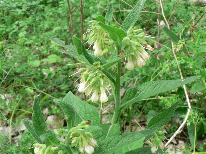 Symphytum tuberosum L.