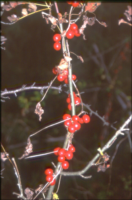 Tamus communis L.