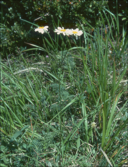 Tanacetum corymbosum (=Chrysanthemum corymbosum)