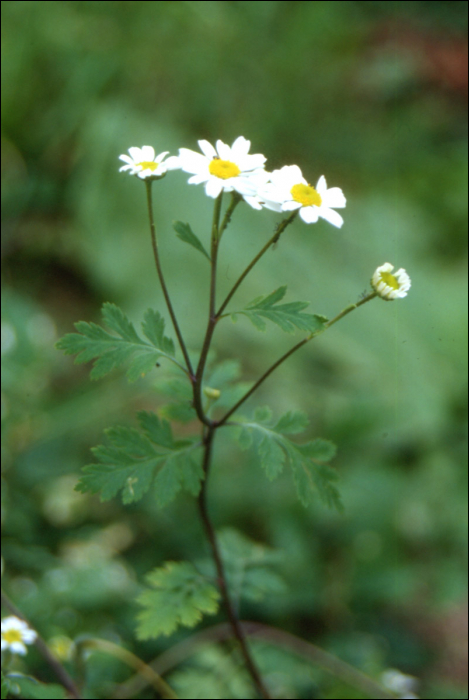 Tanacetum parthenium (l.) (=Chrysanthemum parthenium)