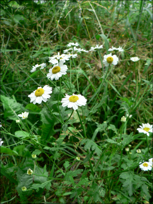 Tanacetum parthenium (l.) (=Chrysanthemum parthenium)