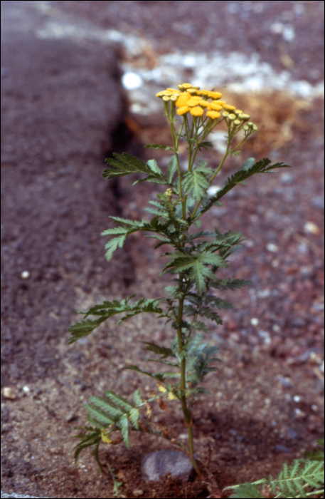 Tanacetum vulgare L.