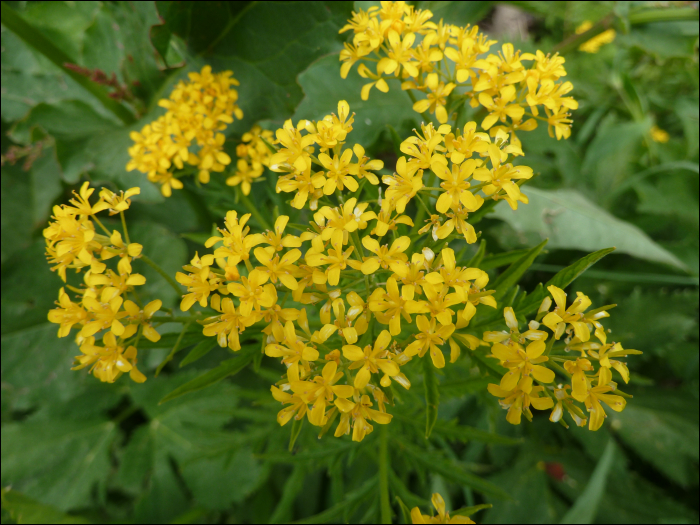 Tanacetum vulgare L.