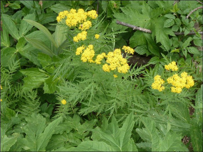 Tanacetum vulgare L.