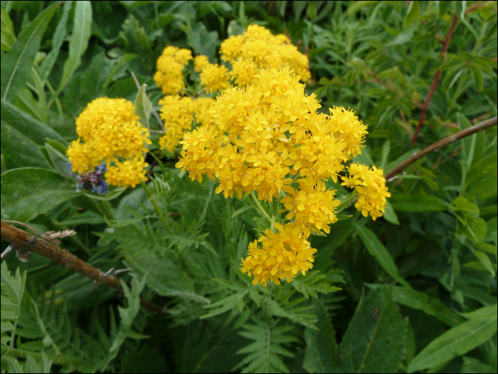 Tanacetum vulgare L.