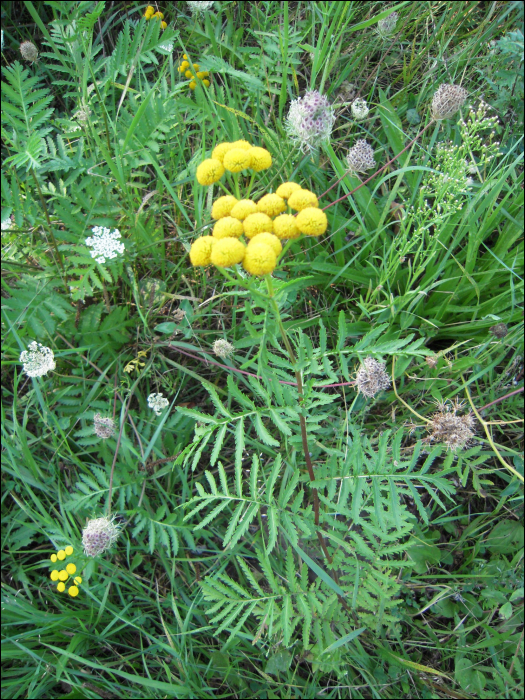 Tanacetum vulgare L.