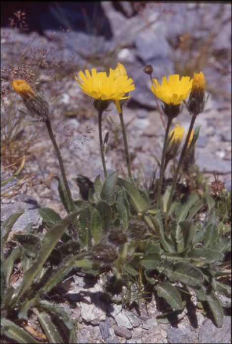 Taraxacum apenninum