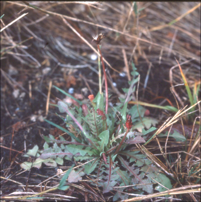 Taraxacum bessarabicum