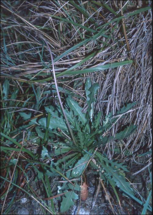 Taraxacum bessarabicum