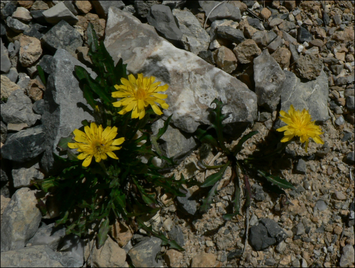 Taraxacum cuculatum
