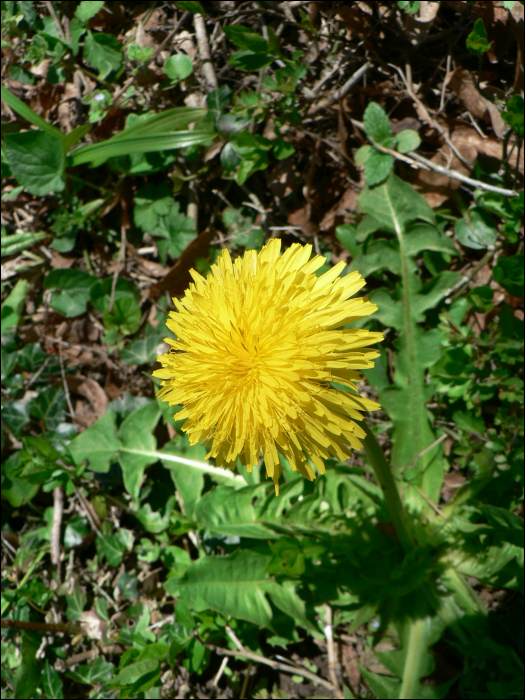 Taraxacum officinale L.