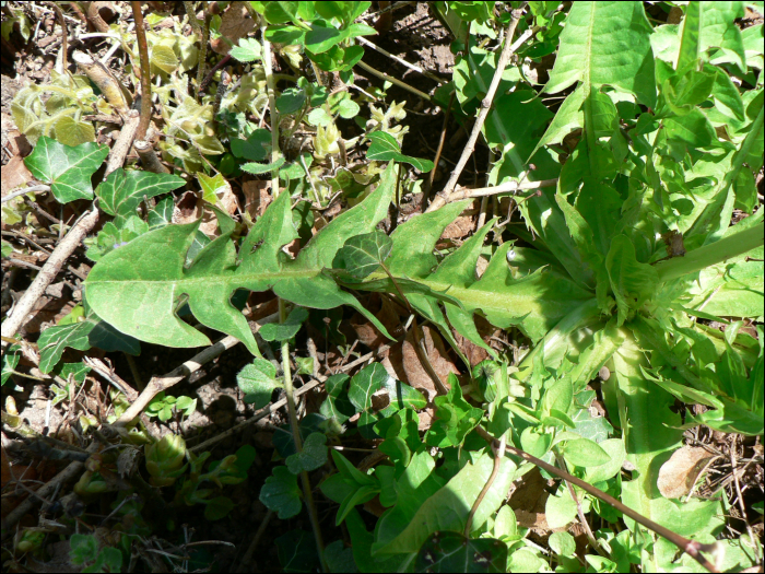 Taraxacum officinale L.