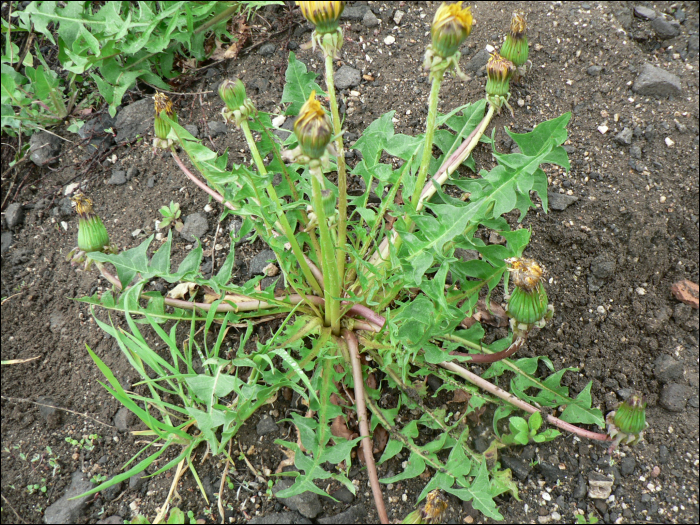 Taraxacum officinale L.