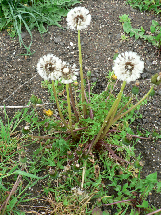 Taraxacum officinale L.