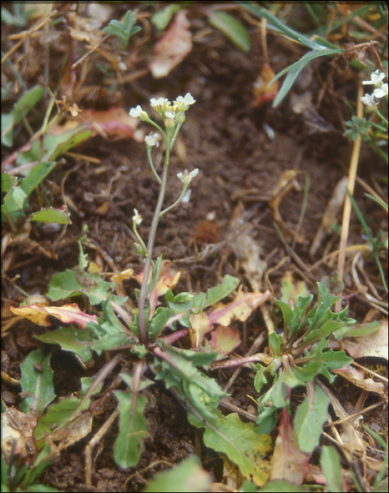 Teesdelia nudicaulis