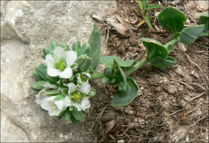 Telephium imperati