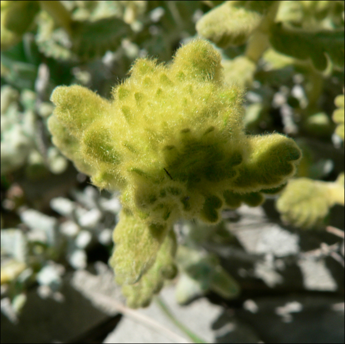 Teucrium aureum