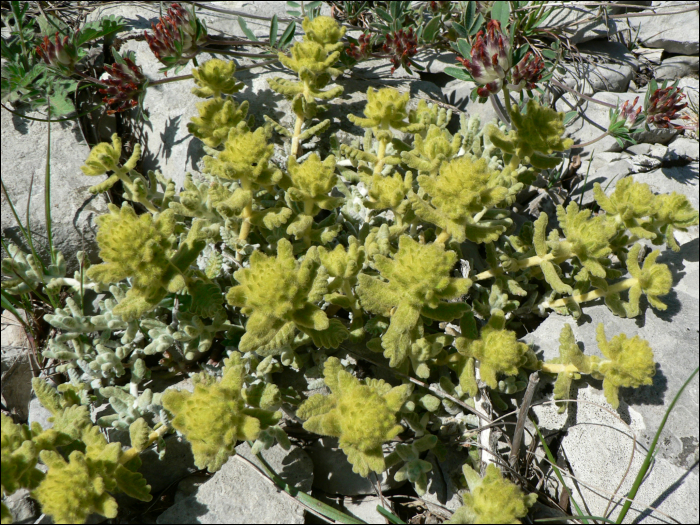 Teucrium aureum