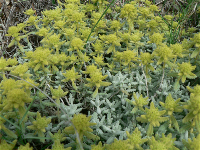 Teucrium aureum