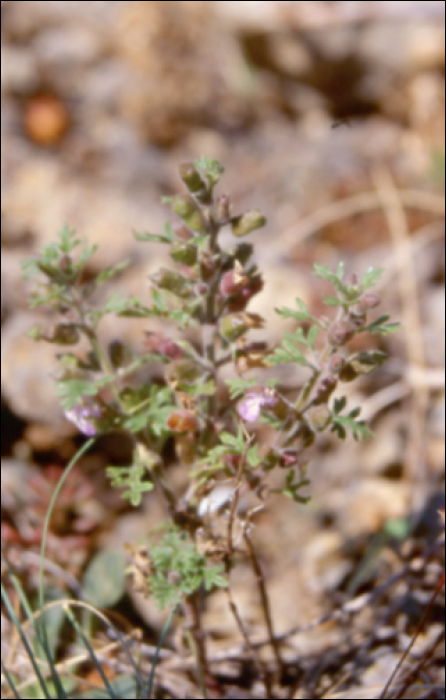 Teucrium botrys