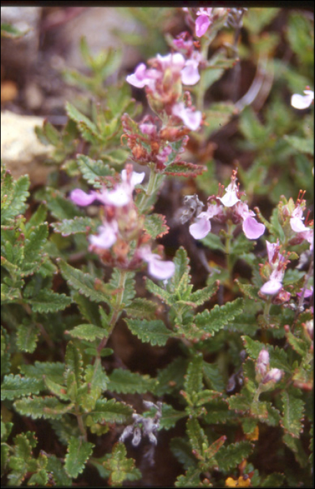 Teucrium chamaedrys L.