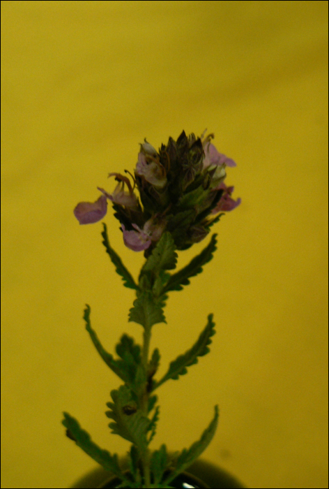 Teucrium chamaedrys L.