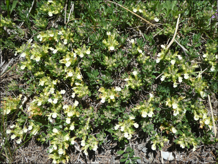 Teucrium montanum L.