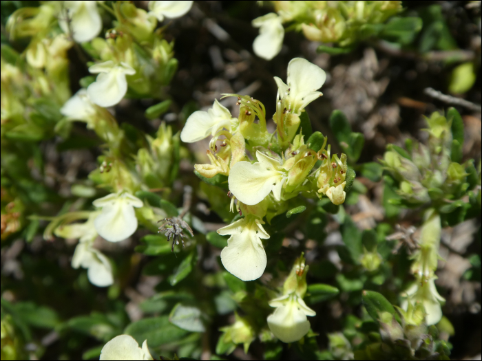 Teucrium montanum L.