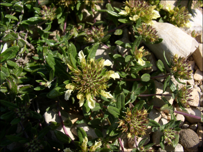 Teucrium montanum L.