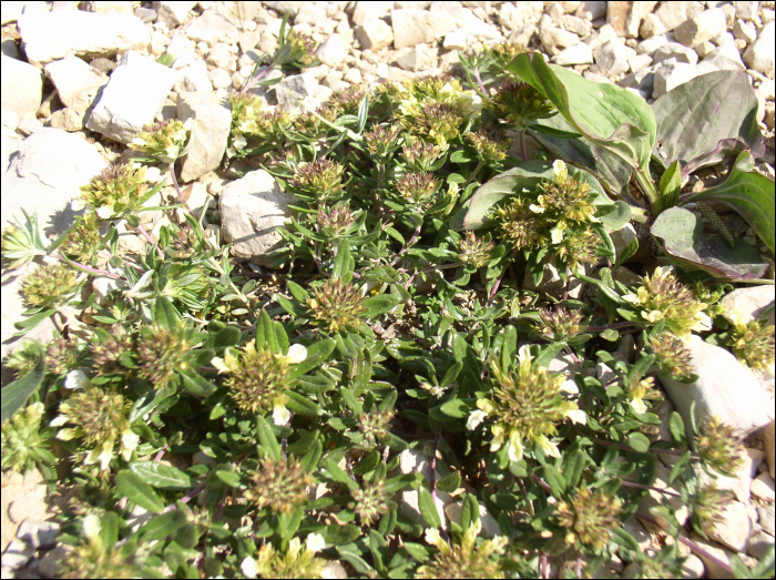 Teucrium montanum L.